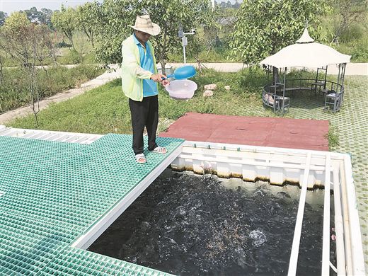 從“微養魚”看廣西水產養殖新理念