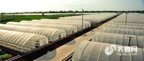 寿光出台灾后恢复生产大棚园区建设扶持政策 