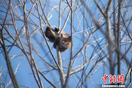 中国最北村镇发现国家一级保护动物紫貂 系2