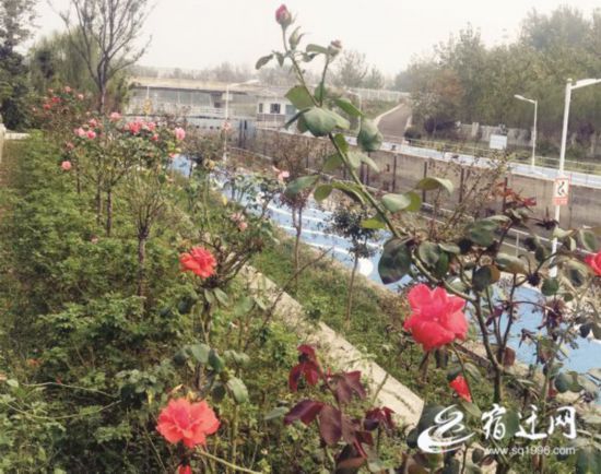 宿遷泗洪:風景如畫船閘美