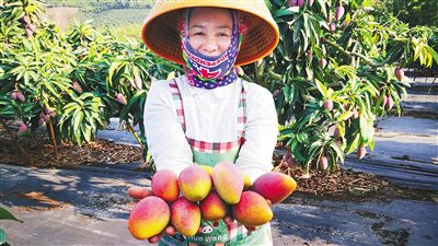 芒果种植技术书本 14595139087995084373.jpg