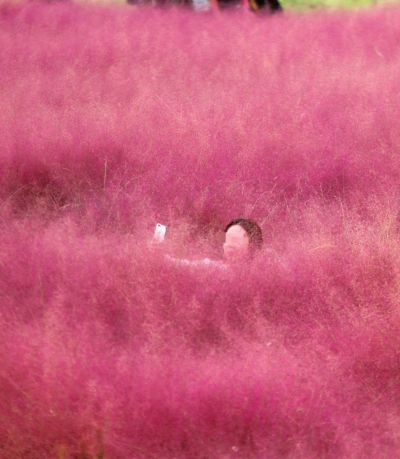 游客拍照踏花毁根 踩疼了郑州网红花海或提前