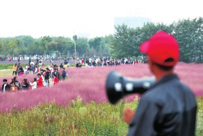 游客拍照踏花毁根 踩疼了郑州网红花海或提前