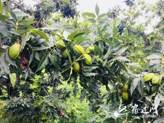 宿遷泗洪建成全國最大碧根果豐產林