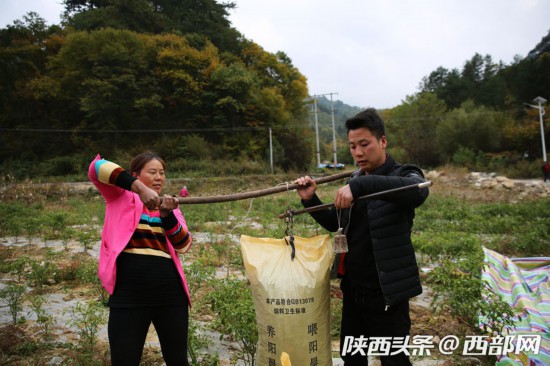 90后小伙在弃渣场种辣椒 一年给贫困户发30万