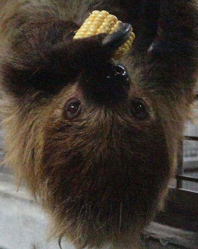 台北萌萌树懒动作不慢 秀绝招倒挂树上吃玉米