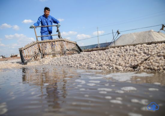 天津长芦汉沽盐场迎来丰收季 忙得一身咸收获
