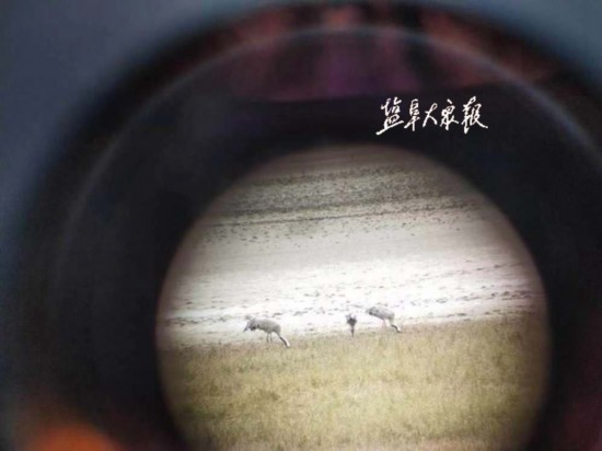 2018年第一批越冬灰鹤飞抵盐城大丰麋鹿保护区