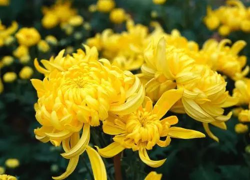 文化      古有"霜打菊花开"之说,所以登高山,赏菊花,也就成为了霜降