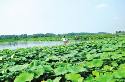 民权:庄子故里新蝶变 特色产业助脱贫