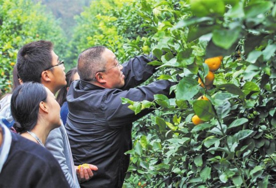 中柑所成都基地打造柑橘杂交育种中国芯