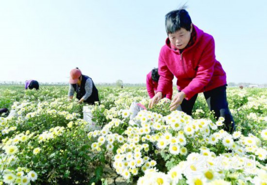 宿遷泗陽2100余畝菊花豐收 帶動300余人就業