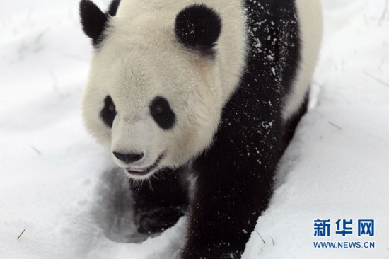 国宝大熊猫:黑龙江下雪喽 我在这里蛮好的 !