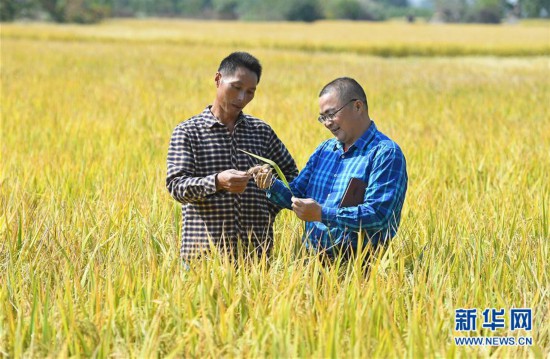 “农田保姆”田间地头服务忙