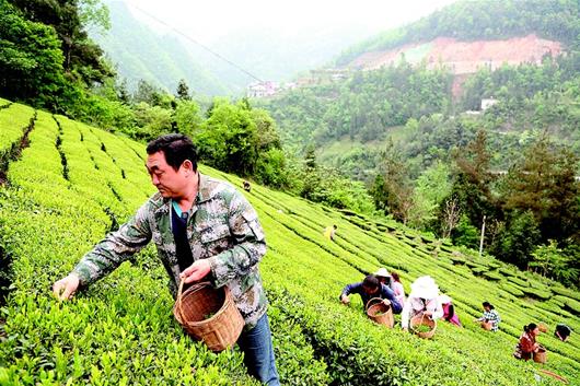踏平坎坷成大道——湖北鹤峰县从“五无”向“五土”的转变
