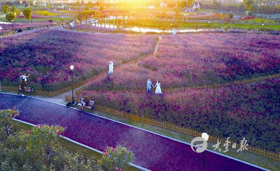 盐城大丰各类花色交错参差 吸引大量游客游玩