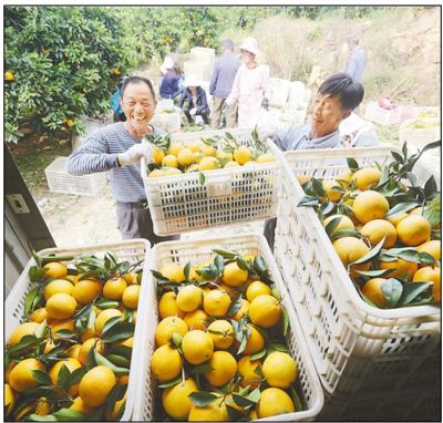 赣南脐橙开始采摘上市