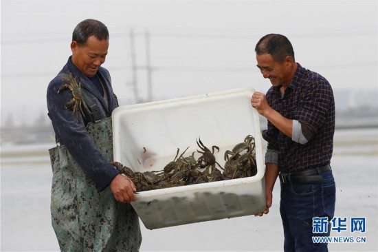 江蘇泗洪:深秋捕蟹忙