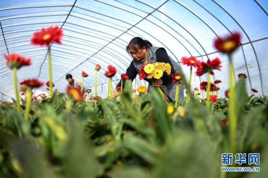江蘇泗洪小桂庄:非洲菊種植助推鄉村振興