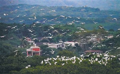 儋州：鷺鷥翩飛鄉村美  休閑觀光旅游熱