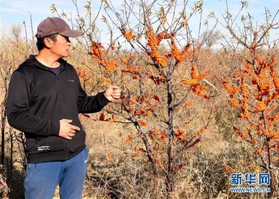 （图文互动）（1）“童话边城”布尔津：沙棘地里的生意经