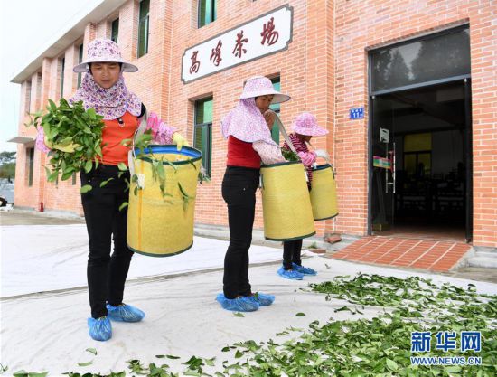 （丰收的味道）（10）福建平和：高山茶园采摘季