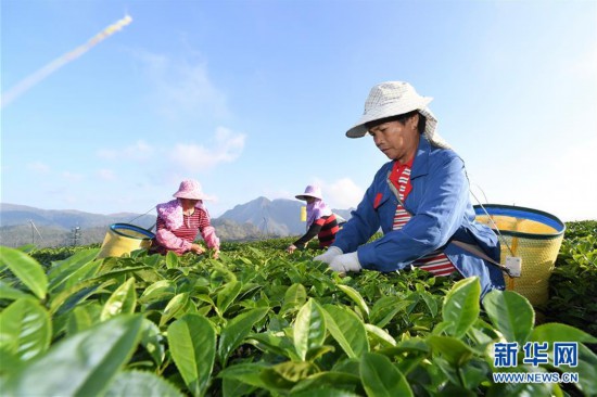 （丰收的味道）（1）福建平和：高山茶园采摘季