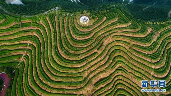 （丰收的味道）（2）福建平和：高山茶园采摘季