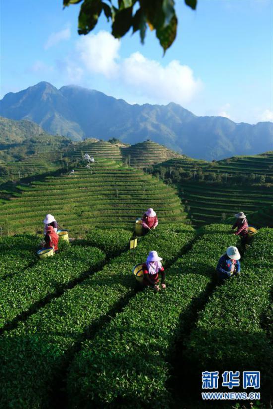 （丰收的味道）（6）福建平和：高山茶园采摘季