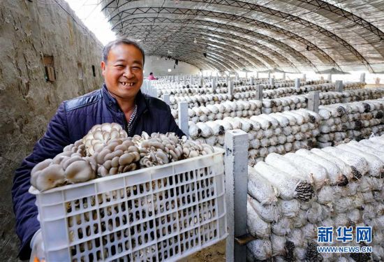 （社会）（2）河北滦南：食用菌培育富农家