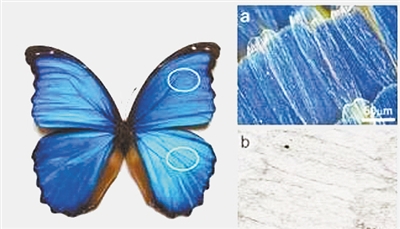 除供人观赏 蝴蝶翅膀 微纳米结构有妙用