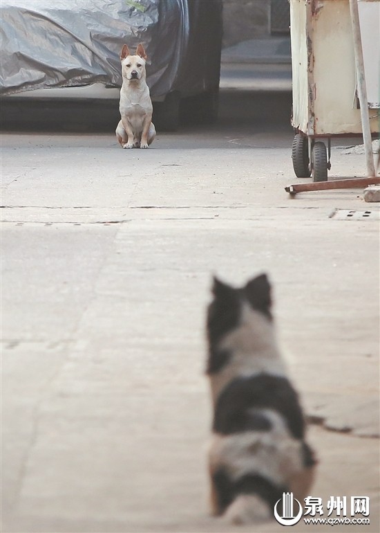 福建物业新规2019年实行 小区内遛狗不牵绳将