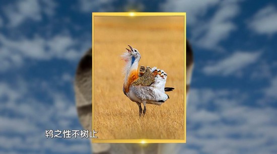 国家一级重点保护动物、“鸟中大熊猫”——大鸨.jpg