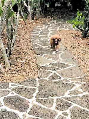 浪狗闹市区咬伤多人引热议 海口:遛狗不牵绳要
