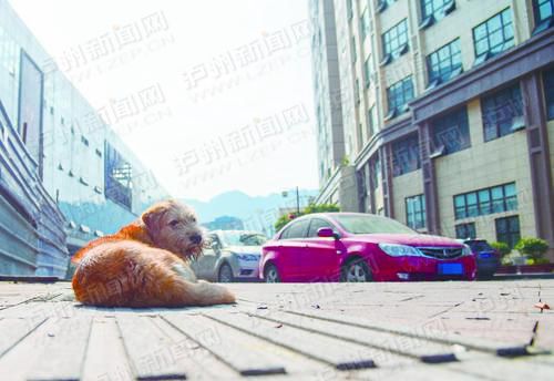 这只黄狗仍在苦等主人_副本