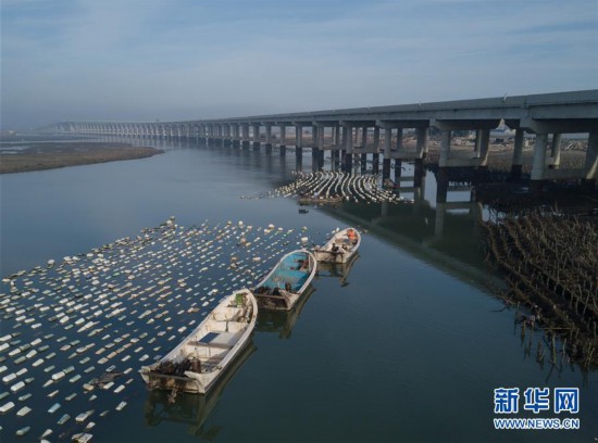 （经济）（2）福建漳浦：海上“长霞”