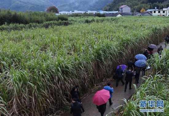 （豐收的味道）（6）福建鬆溪：“百年蔗”喜豐收