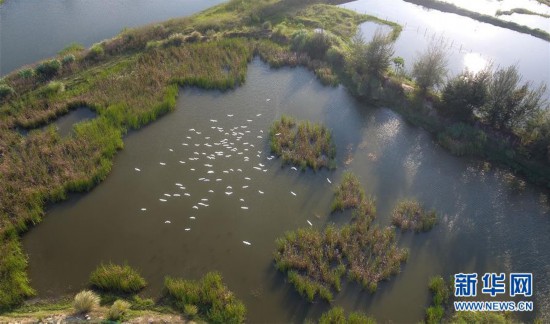 （图文互动）（7）海南海口：湿地如画城中绘