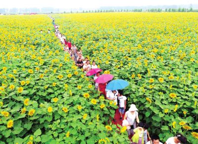 封丘万亩油菜花节