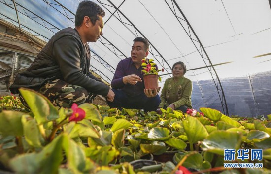 （經濟）（1）河北廣陽：花卉產業鋪就致富路 