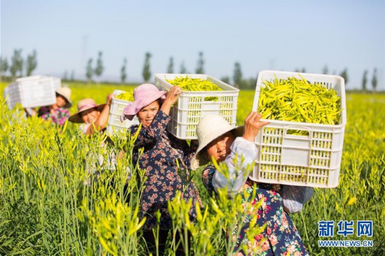 （在習近平新時代中國特色社會主義思想指引下——新時代新作為新篇章·鄉村振興戰略·圖文互動）（1）一株忘憂草，萬家喜眉梢——山西省大同市雲州區黃花產業扶貧觀察