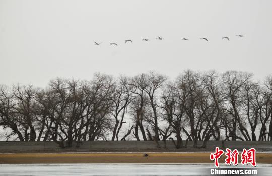 图为候鸟在飞翔在空中。 王斌银 摄