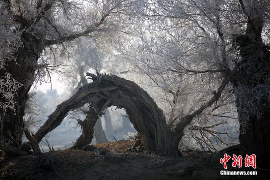 新疆塔克拉玛干沙漠胡杨雾凇美景迷人