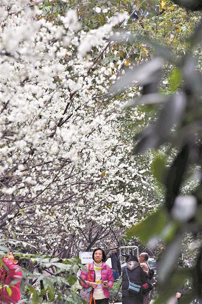梅花镇梅花村人口_乐昌梅花镇梅花街