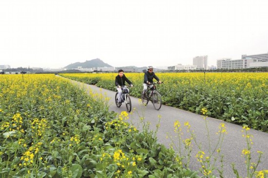 深圳光明区千亩油菜花海等你来