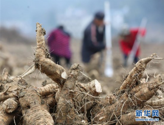 #（經濟）（3）湖南張家界：菜葛冬收加工忙