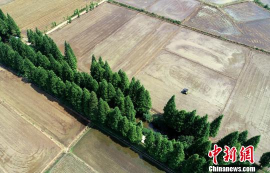 土地经营权入股发展农业产业化经营 激发乡村