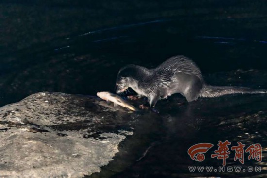 1月24日,一名摄影爱好者在佛坪县城椒溪河流域首次拍摄到野生水獭夜间觅食活动的珍贵照片。 照片显示,这只野生水獭在河边抓到一条大鱼并叼到岸边食用。据了解,水獭是国家二级保护动物,躯体长,吻短,眼睛稍突而圆,耳朵小,四肢短,体背部为咖啡色,腹面呈灰褐色。水獭主要栖息于河流和湖泊一带,尤其喜欢在两岸林木繁茂的溪河地带生活,白天休息,夜间出来活动,食物以鱼类为主。由于野生水獭数量稀少,2015年被列入《世界自然保护联盟》(IUCN)濒危物种红色名录。 据摄影者王建何介绍,近年来,随着佛坪县城市森林
