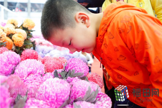 2019深圳迎春花市在会展中心启动 除夕当天开