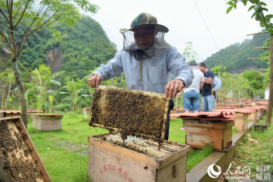 福建武平縣林下經濟脫貧示范戶王瑞保在管理基地蜂箱。 王發祥攝